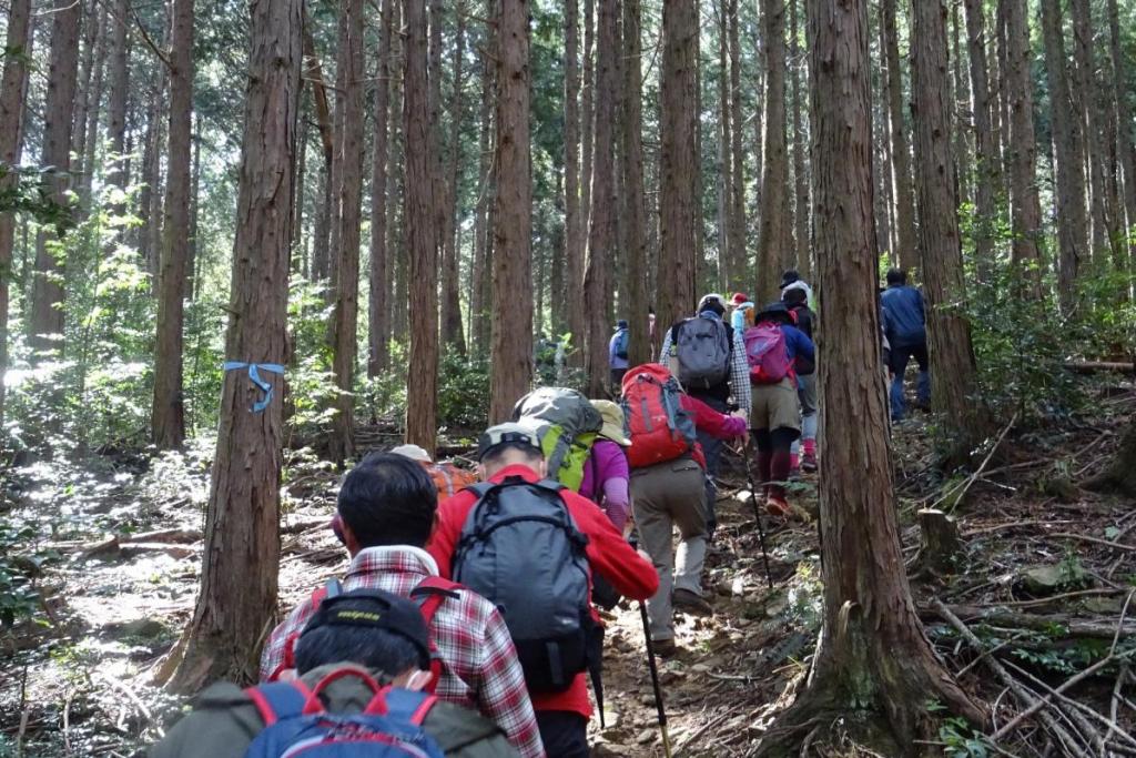 森の中をゆっくり登ります