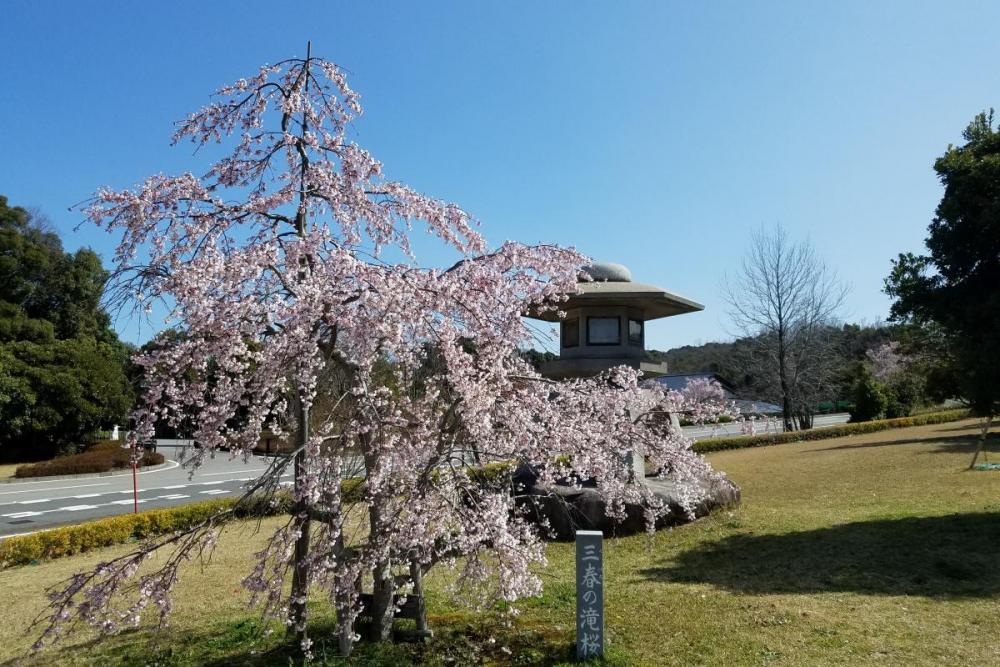 球技場の「三春の滝」