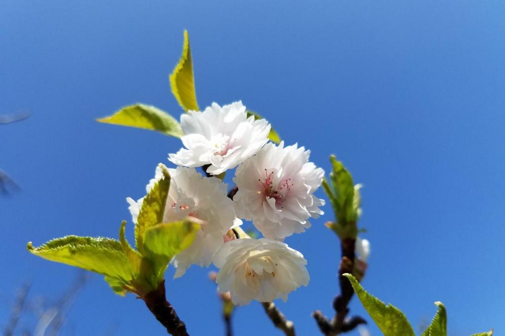 冬桜