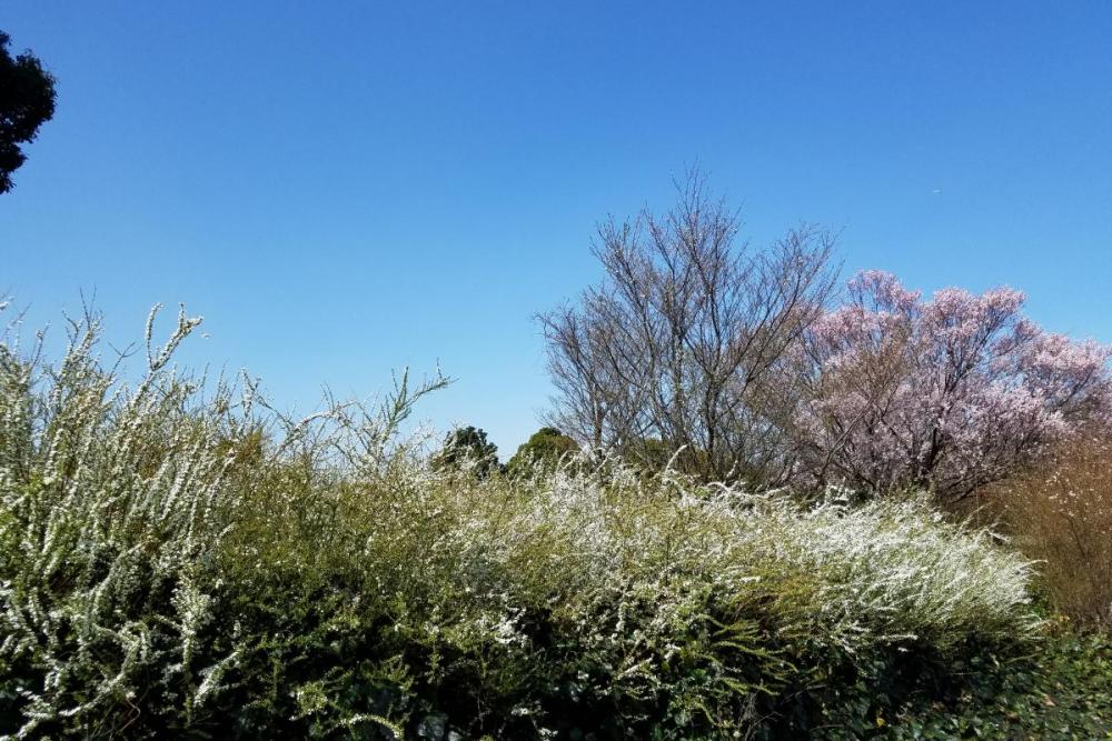 ユキヤナギと江戸彼岸