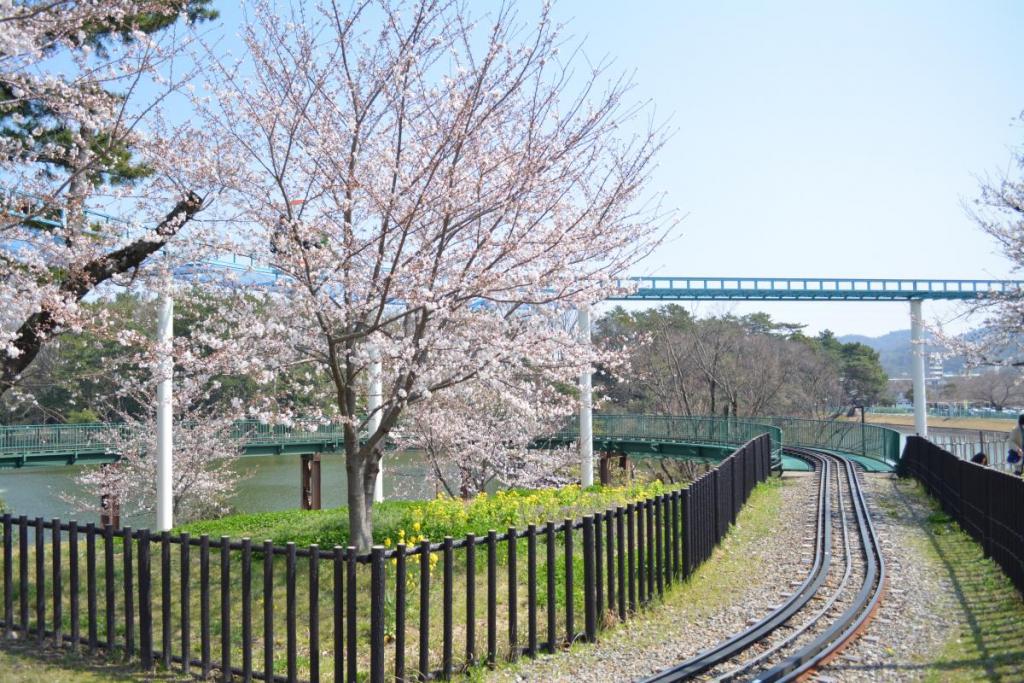 汽車近くの桜と菜の花。