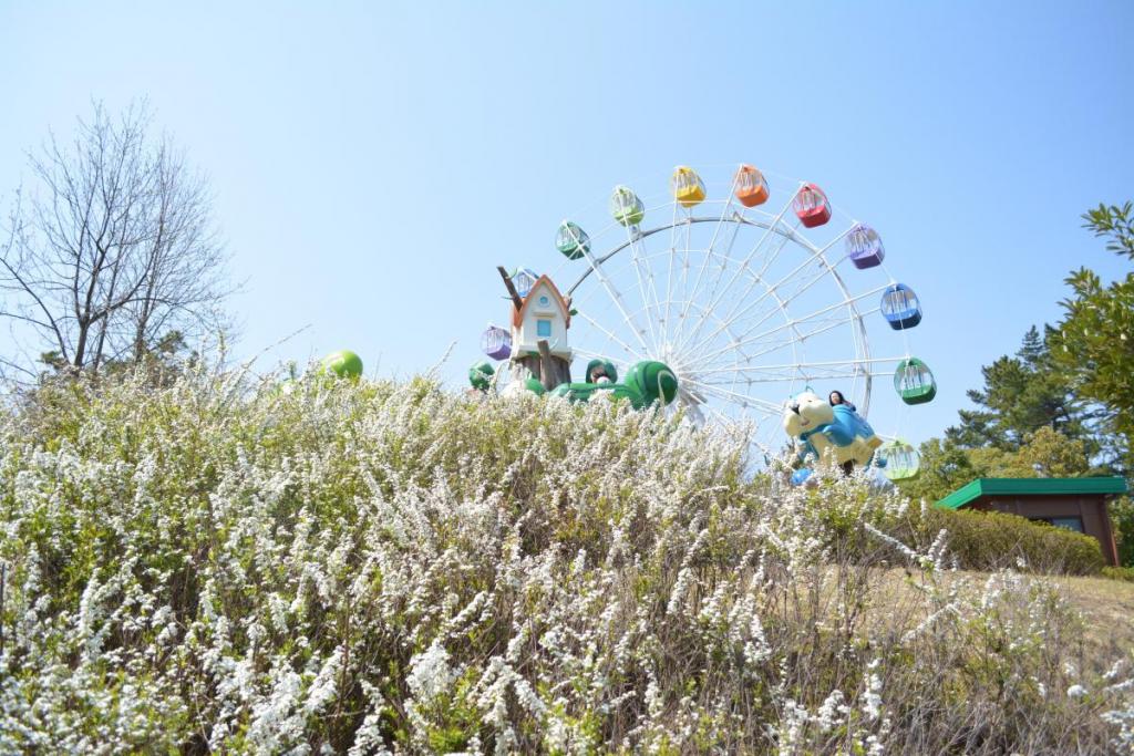 リスコプター下のユキヤナギ。