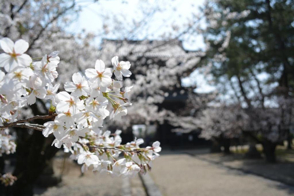 大樹寺の桜。