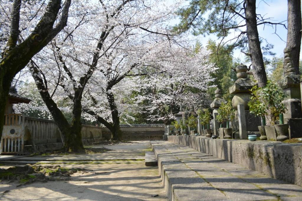 徳川の前身、松平家歴代の墓と桜。