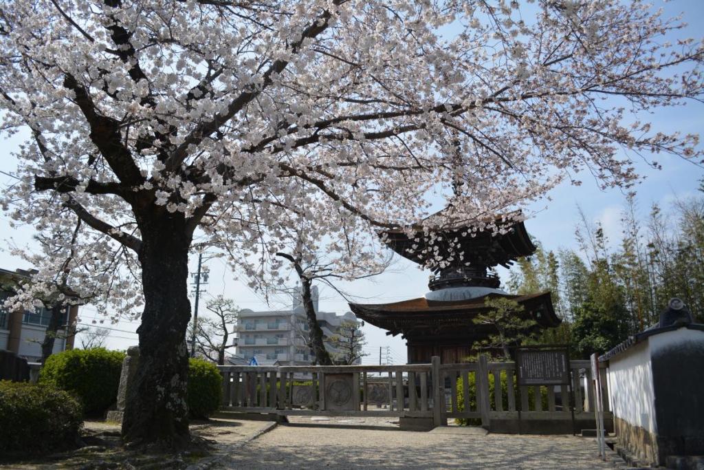 国の重要文化財「多宝塔」のそばにも桜。