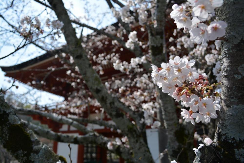 まだ3分咲き程度でした。