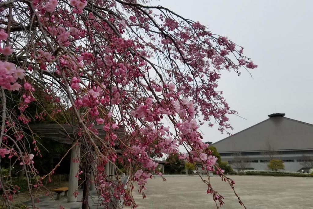 運動広場の三春の滝桜