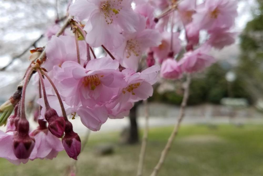 運動広場の三春の滝桜