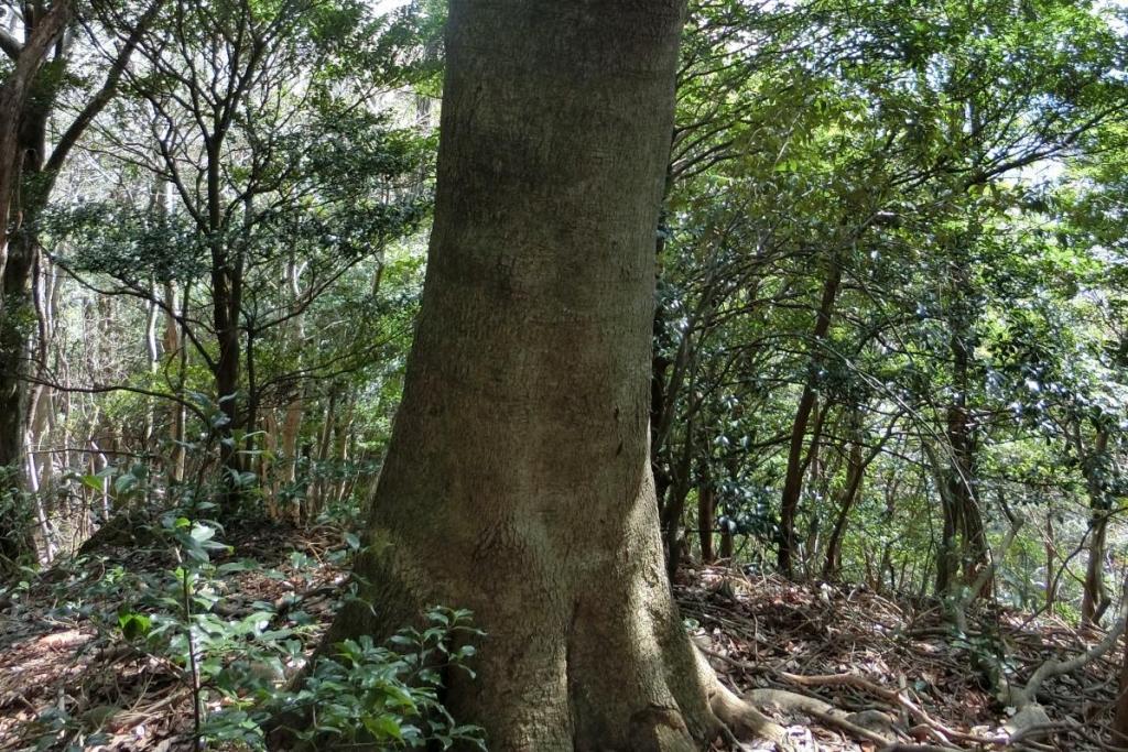 鳥川の山々には所々に巨木がある