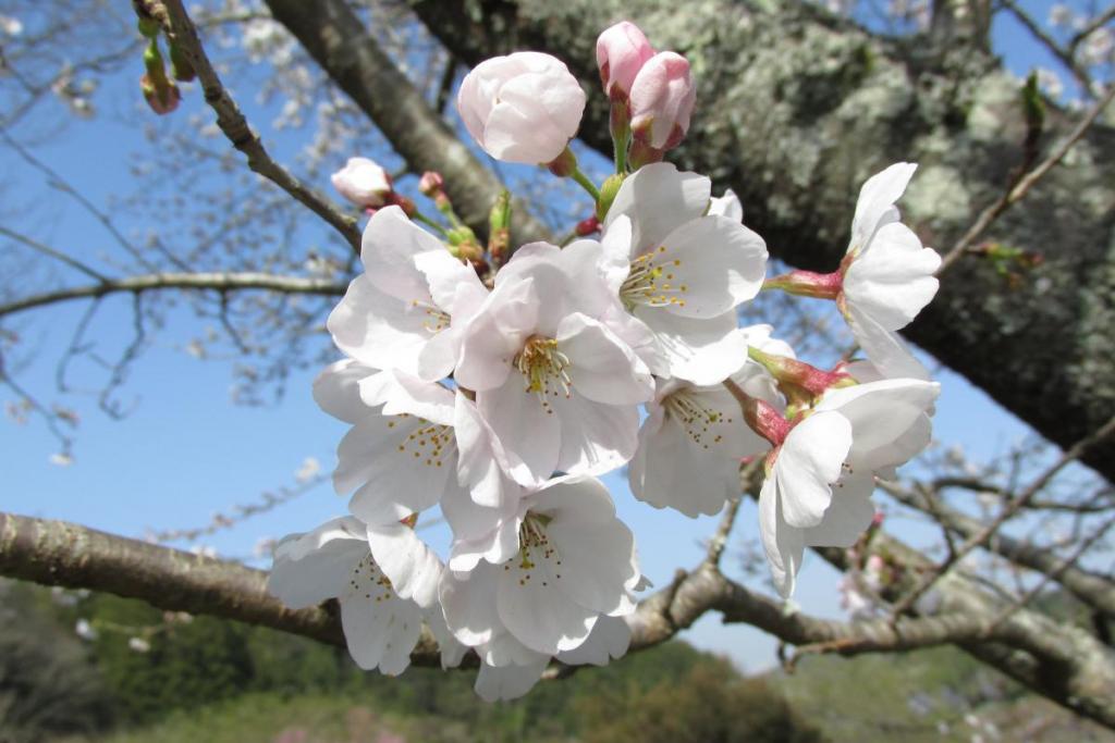 桜と青空は良く似合います。