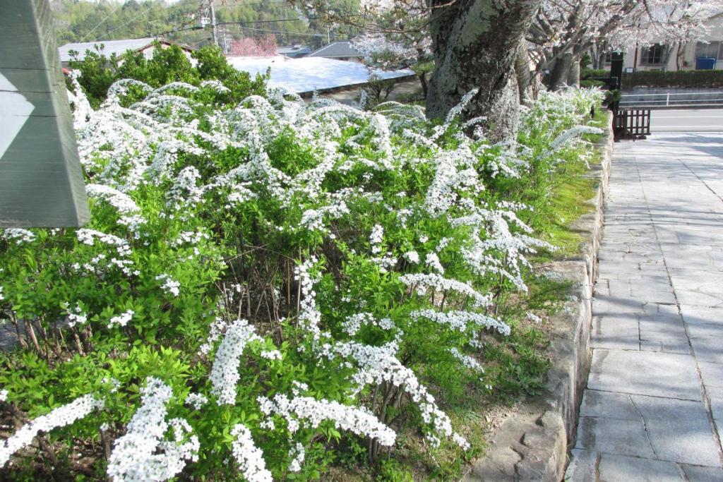 ユキヤナギ（雪柳）です。