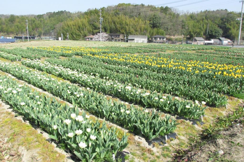 畑の真ん中あたりにチューリプを植えました。