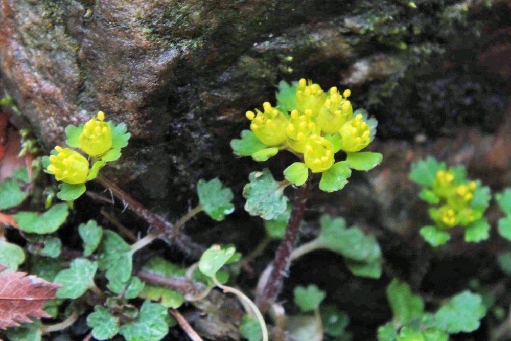 春の花「トウノウネコノメ」