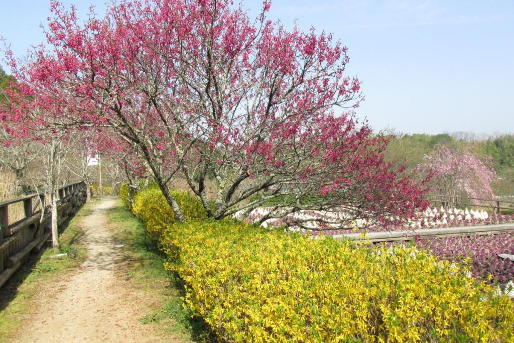 黄色のレンギョウと赤の寒緋桜のコントラストが綺麗です。