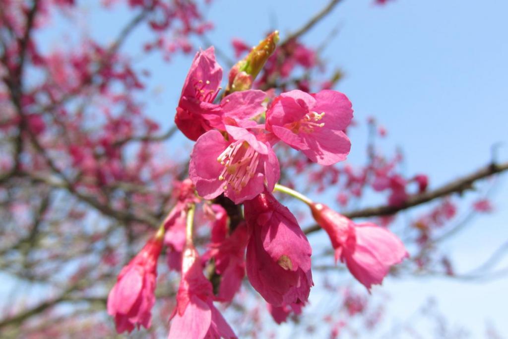 赤色の寒緋桜です。