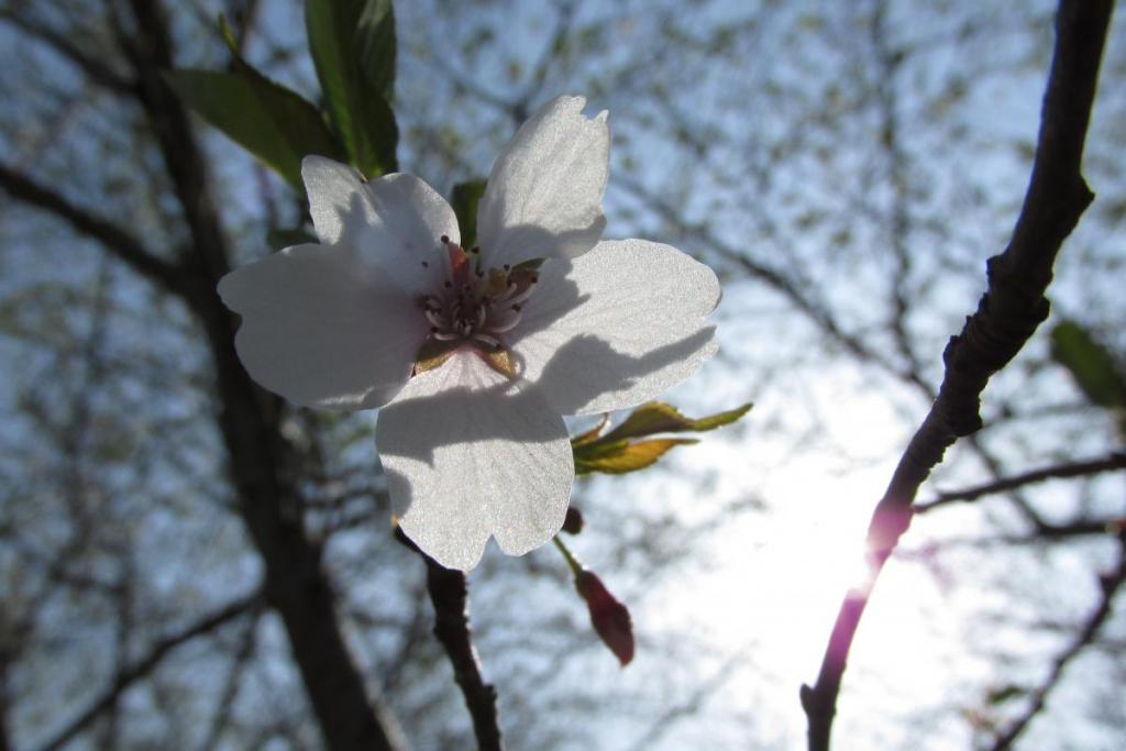 四季桜の花は少ないですが、何故か写真にとると綺麗です。