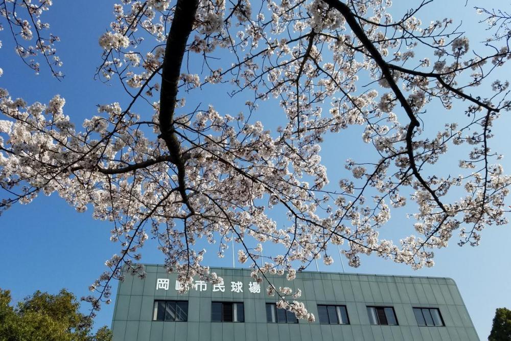 野球場裏の染井吉野