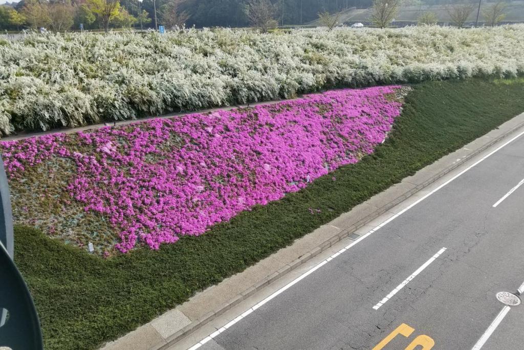 芝桜