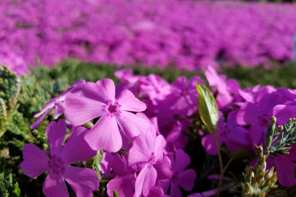 芝桜