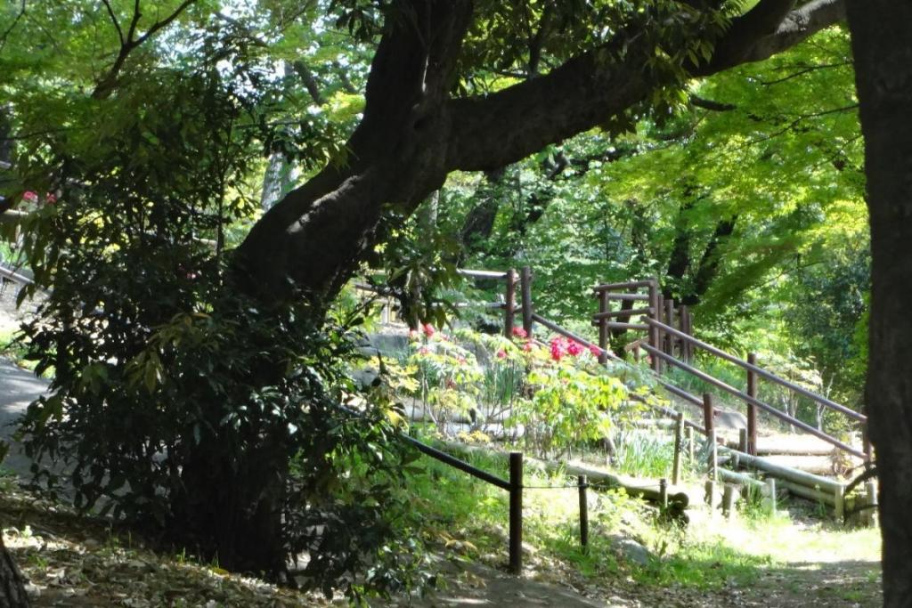 遠目からでも咲いているのがわかります。