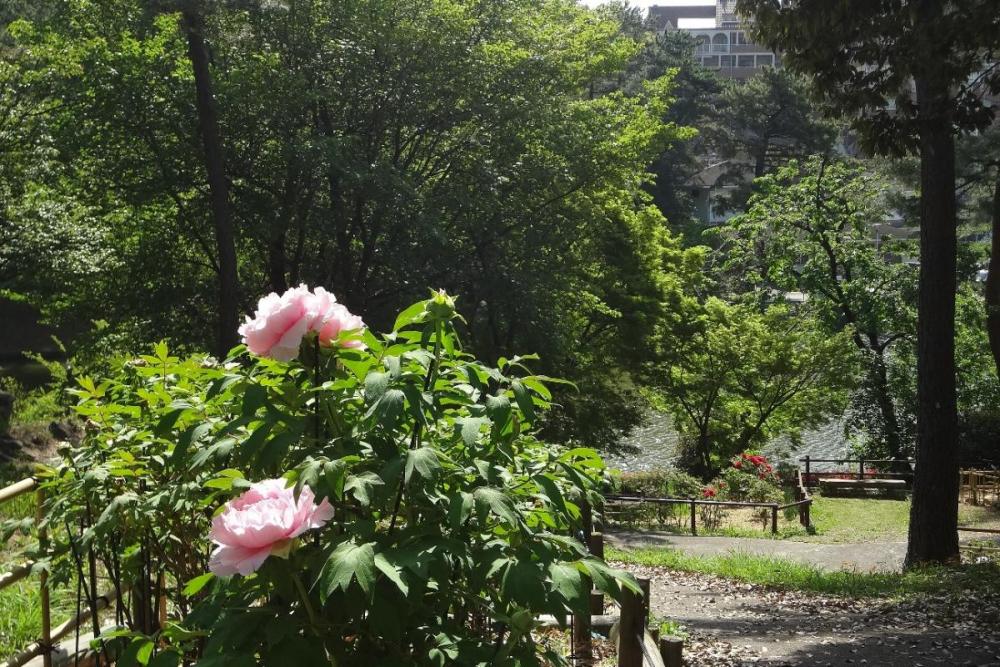 斜面が東向きなのでやはり朝日があたる時間がきれいですかね。