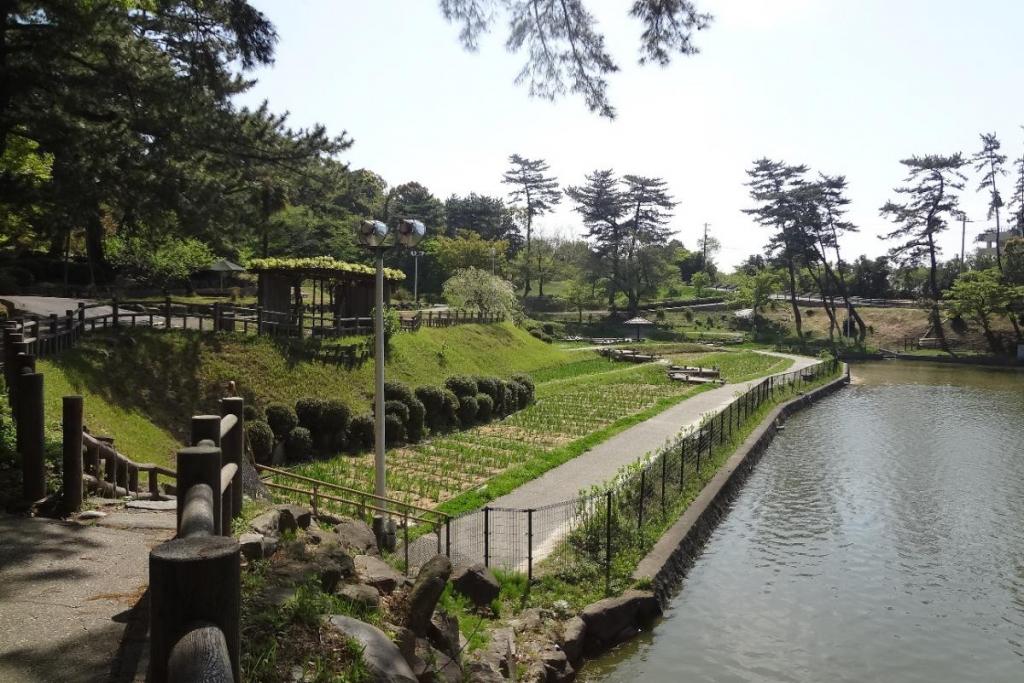 ついでに菖蒲園の今の様子です。