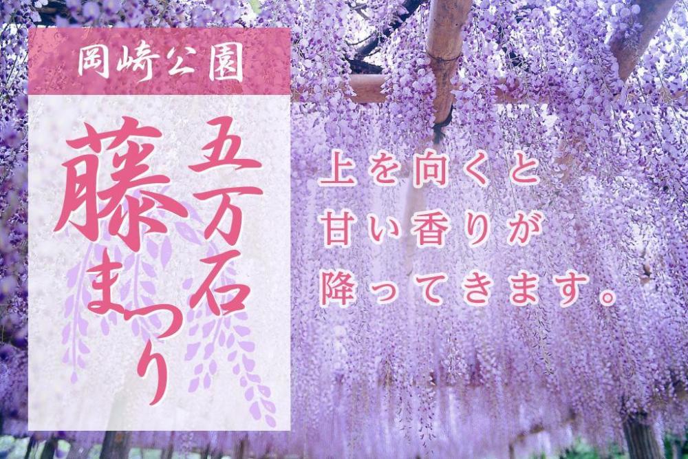 2018年の岡崎城公園五万石ふじの開花状況はこちら！｜新着情報｜岡崎城