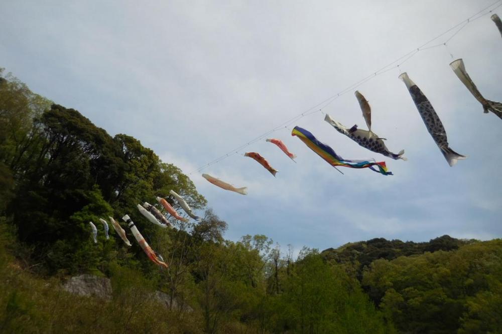 悠然と泳ぐ鯉