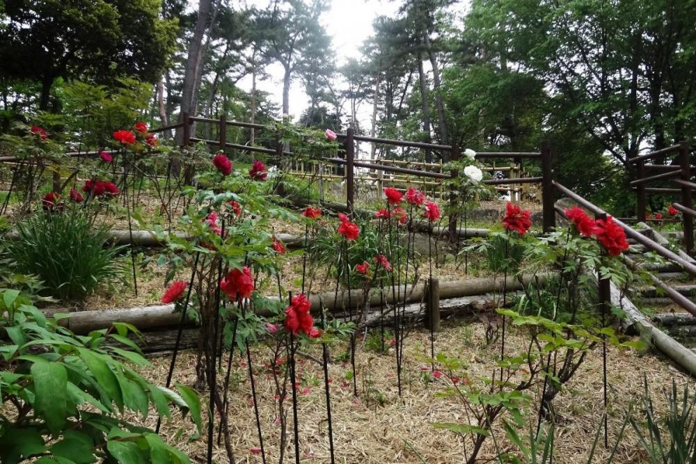 咲くのが早かったところは落花しています・・。