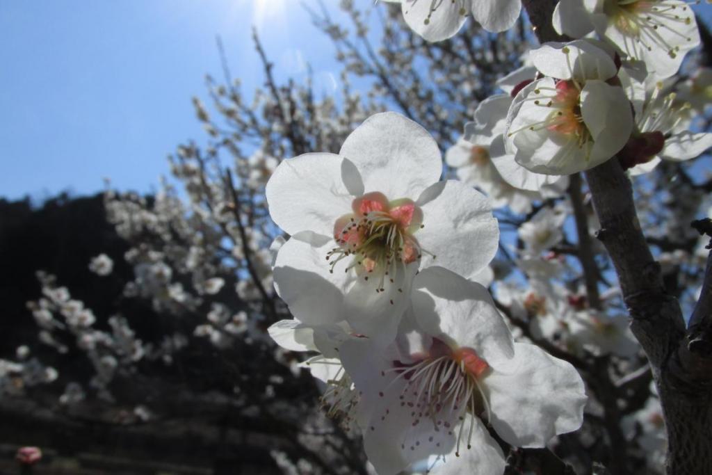 梅の花は綺麗ですね。