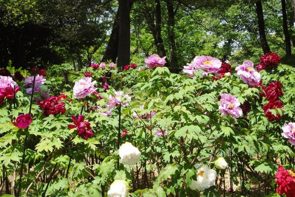 終わりかけと日差しのせい？もあってちょっとヘタっている花も。