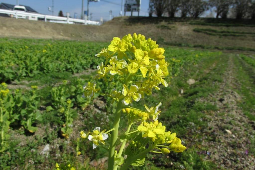 菜花です。