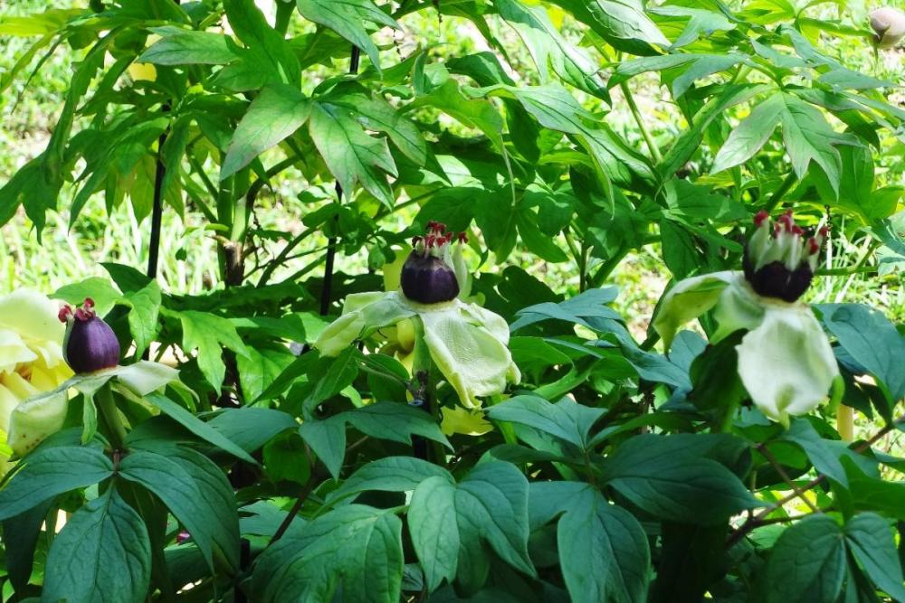 花びらの落ちたあと。仲良く並んでいました。