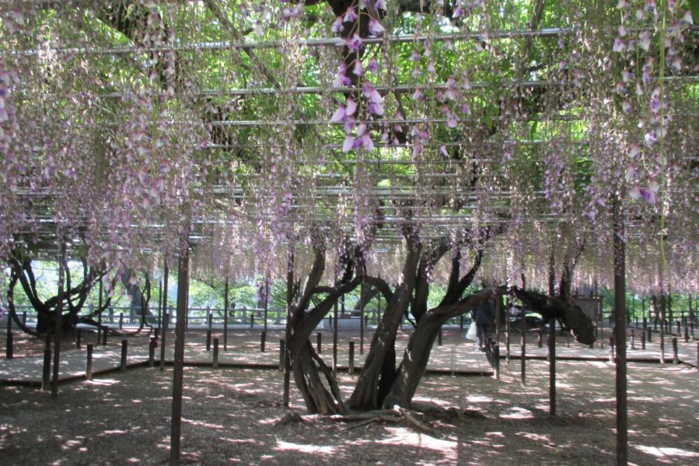 2018年の岡崎城公園五万石ふじの開花状況はこちら！｜新着情報｜岡崎城