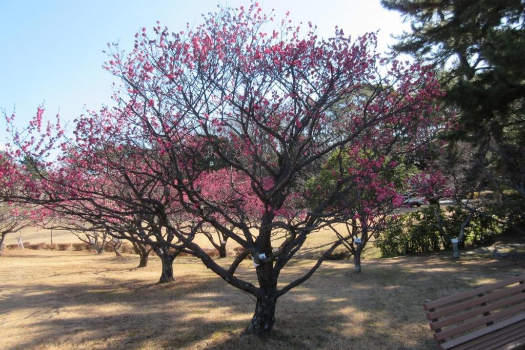 紅梅全体
