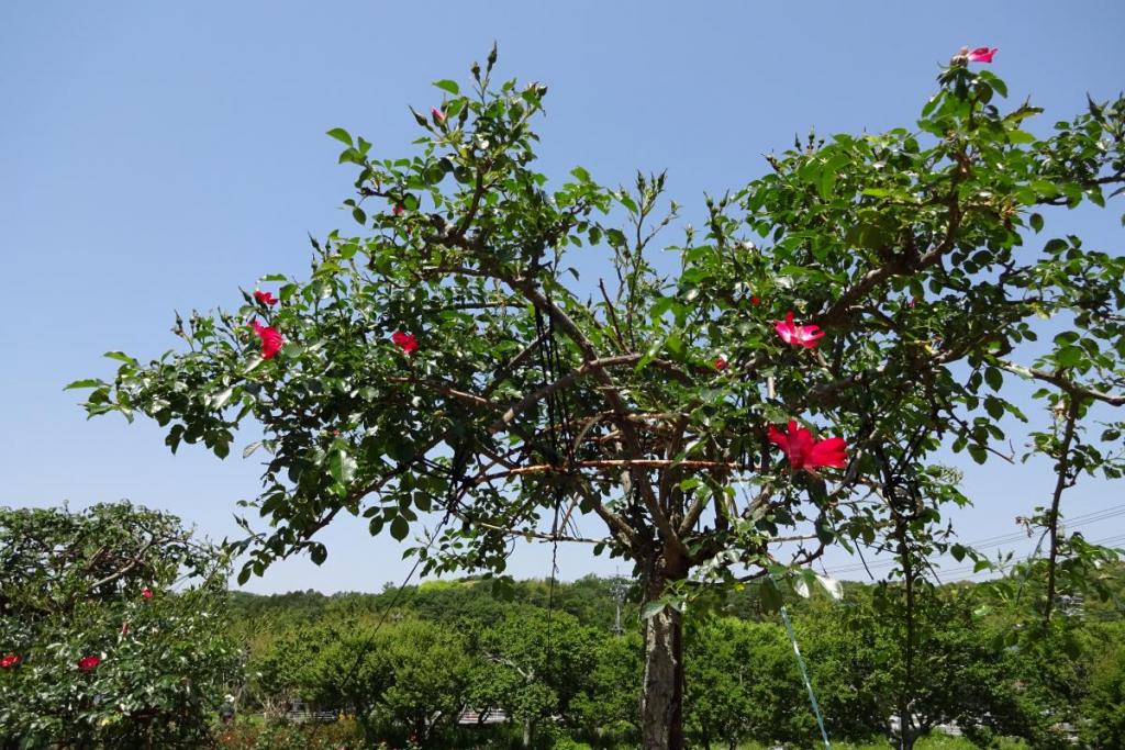 まだ二割程度の開花状況です