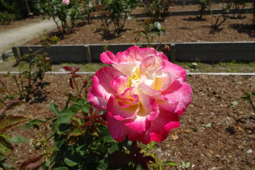 大きな大輪の花が素敵