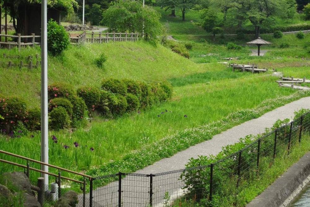 園の様子です。ごく一部が咲き始めたばかり。