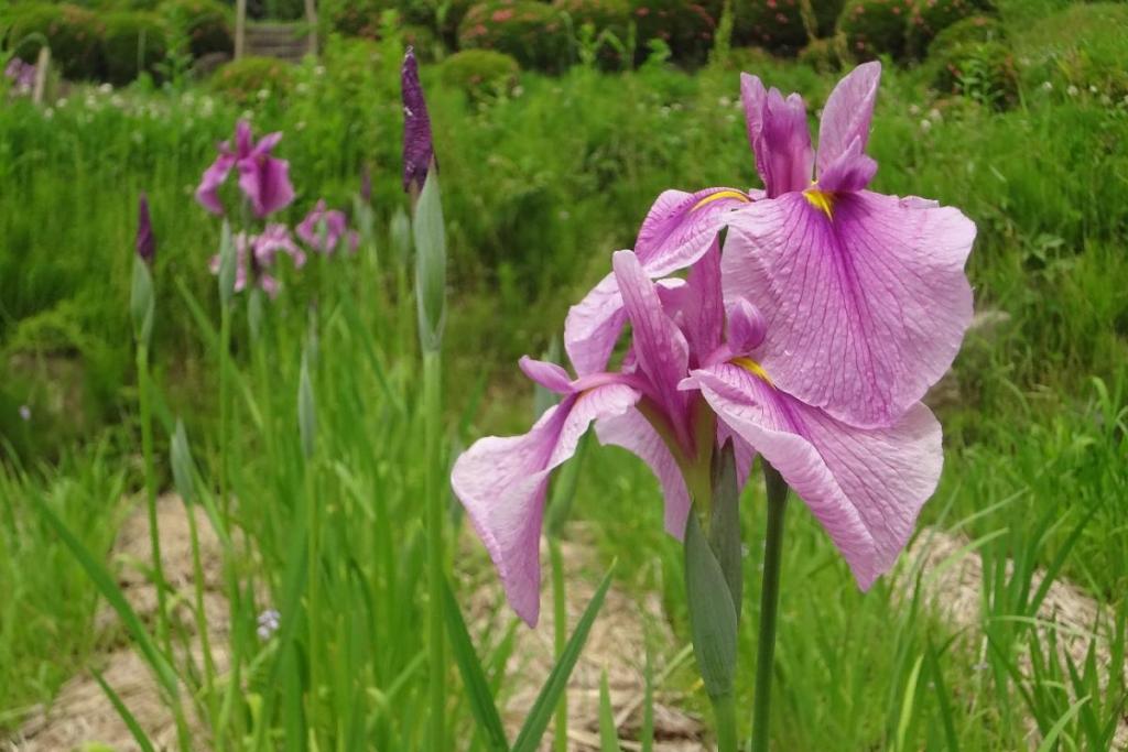 これは赤岳ですって。