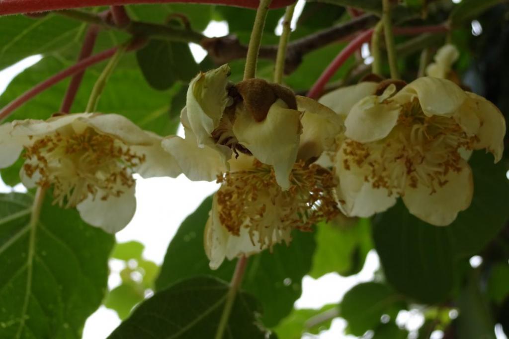 キウイの花が沢山咲いてます。