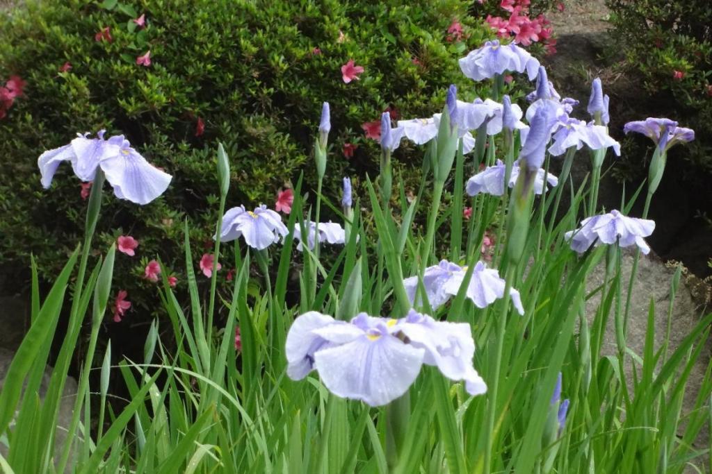 ちなみにこの花は「蛇の目傘」といいます。