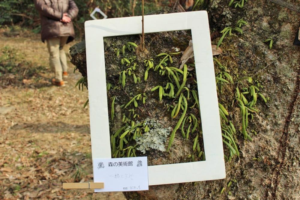 木肌に寄生！タイトル「一緒に生活」