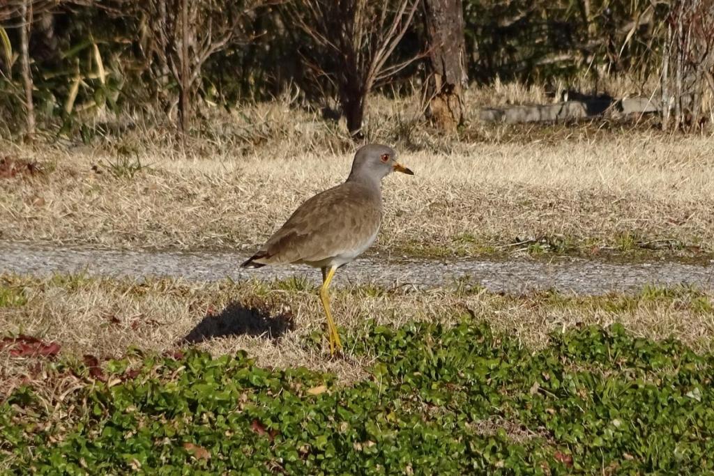 鳴き声が「ケリ」と聞こえるとか