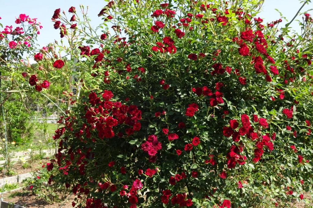 小さなバラの花も満開です。