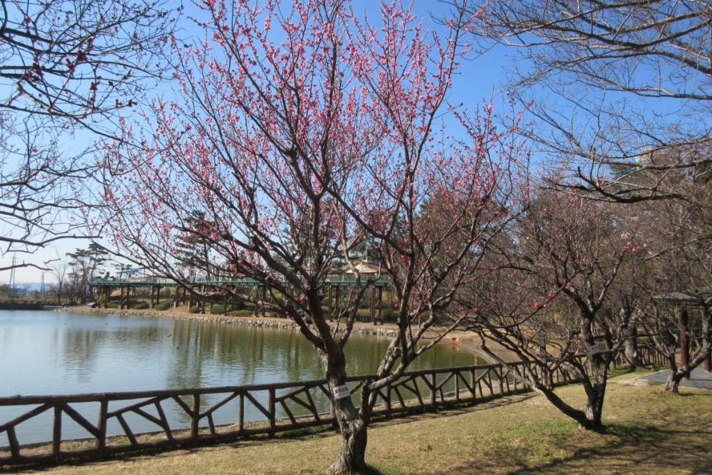 紅梅全体