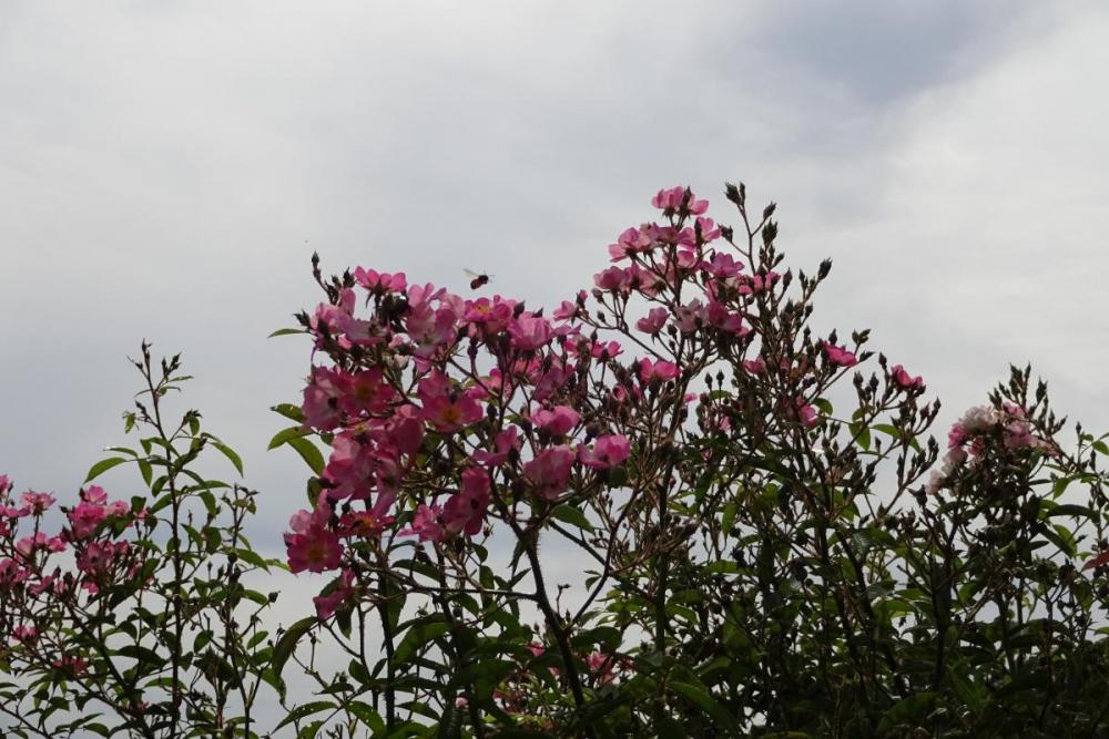 沢山の花が咲いてます。