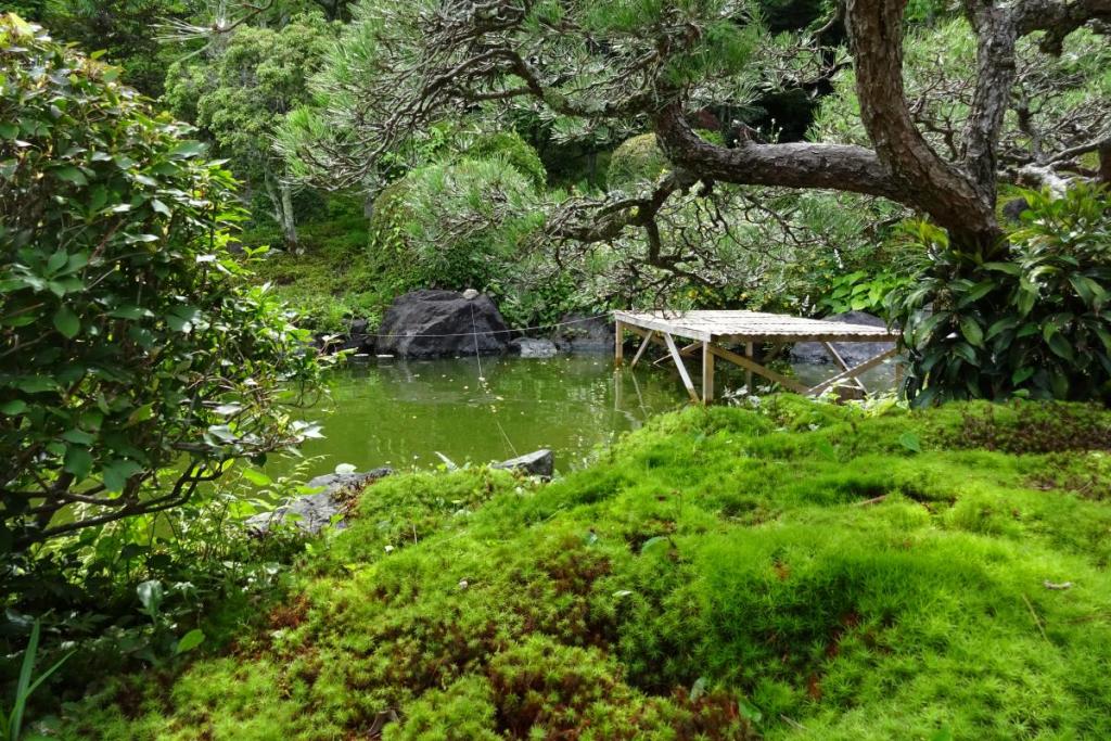 雨の後の苔は元気な緑。