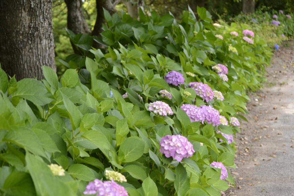 運動広場周辺の紫陽花