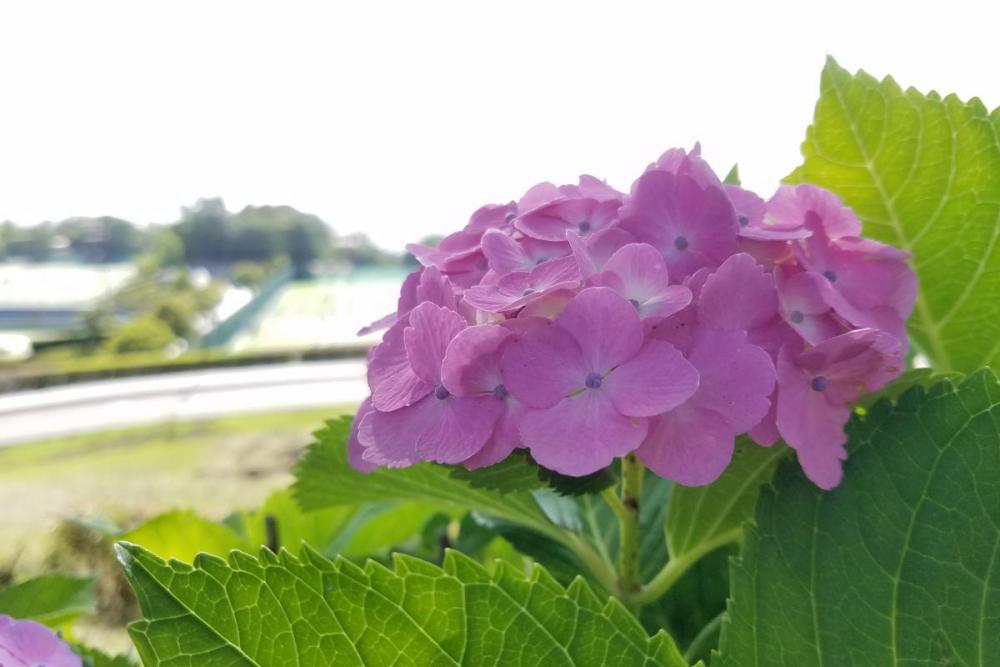 運動広場周辺の紫陽花