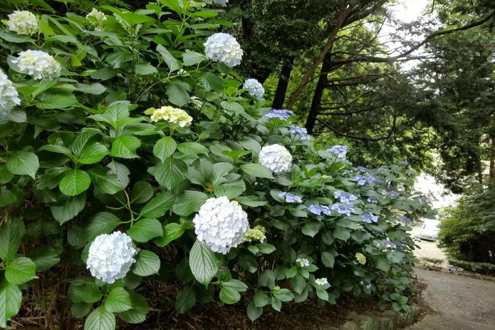 多目的広場から庭球場までの階段